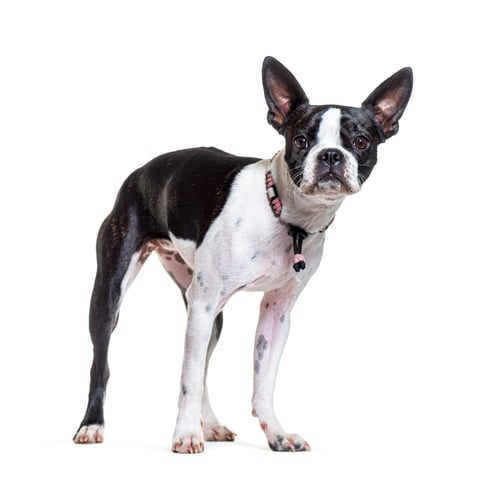 Preview: Boston terrier wearing a collar pink dog and standing in front, isolated on white