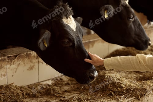 Preview: Farmer with cute cows inside cowshed in dairy farm, closeup
