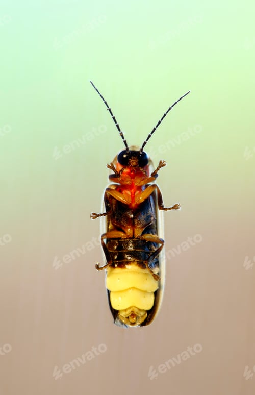 Preview: Firefly