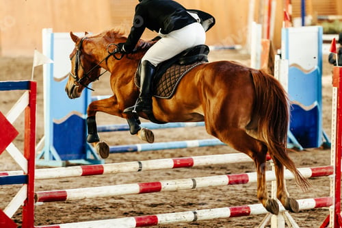 Preview: close-up horse jumping over obstacles in show jumping competition