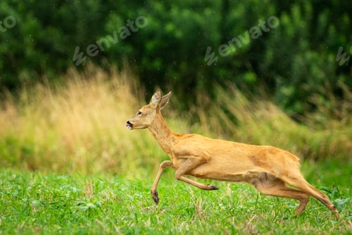 Preview: A roe deer running fast across a field