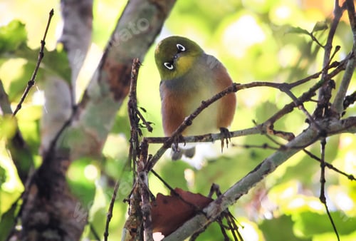 Preview: Silvereye Bird Perched in New Zealand