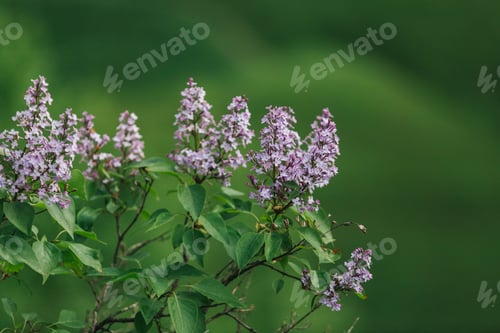 Preview: Wild flowers.