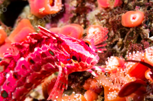Preview: Crevice kelpfish on color reef