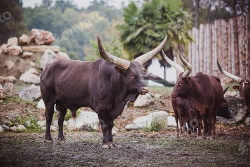 Preview: Brown bull in the zoo