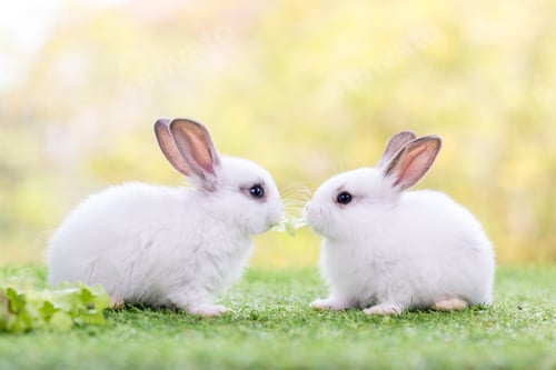 Preview: Couple Rabbit eating vegetable. Two lovely white rabbit.