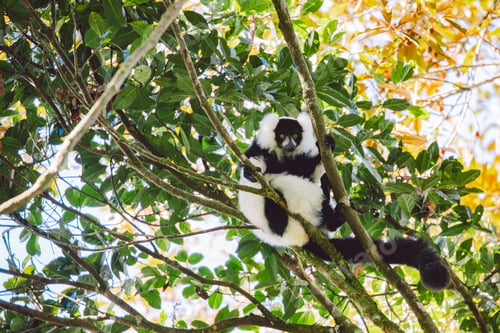 Preview: Madagascar