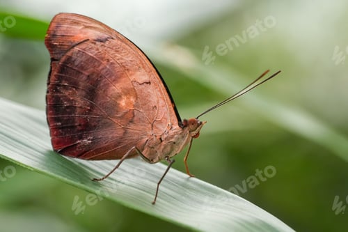 Preview: Macro shot of a beautiful discophore butterfly on a plant