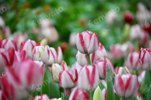 Preview: Springtime and tulips 🌷 my favorite flower at my favorite time of year