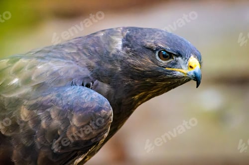 Preview: Buzzard looking away on blurred background