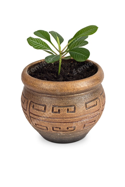 Preview: Home plant Euphorbia leuconeura