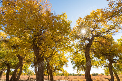 Preview: populus euphratica forest in ejina