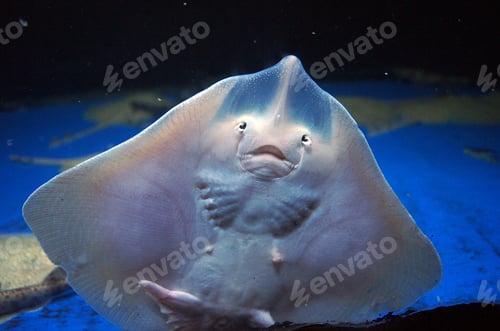 Preview: Sea stingray animal fish in awuarium