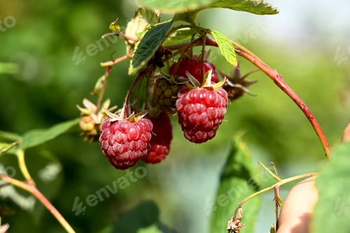 Preview: Red raspberries in the garden close-up. A large berry of ripe raspberries in the garden. Red sweet