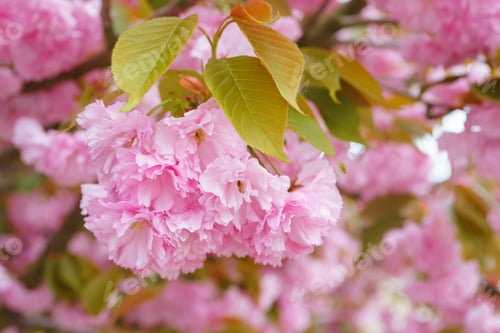 Preview: Branch Of Blooming Cherry Tree, Pink Sakura Blossom Flower On Blue Sky, Springtime Background