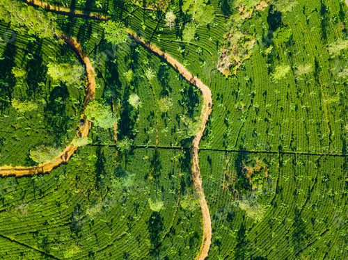 Preview: Aerial view of hills with tea plantation misty morning in Sri Lanka