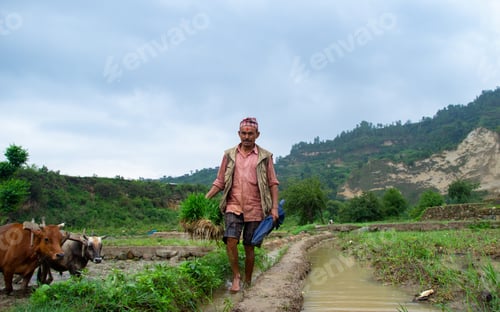 Preview: A man taking a rice plant in the field for a plantation.