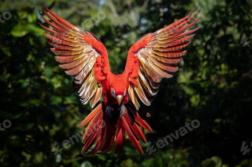 Preview: A Scarlet Macaw in Costa Rica