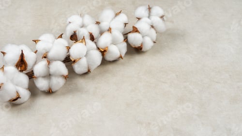 Preview: Dry cotton branch with fluffy flowers on light beige concrete textured background