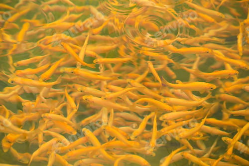 Preview: Trout Fish Swims In Water