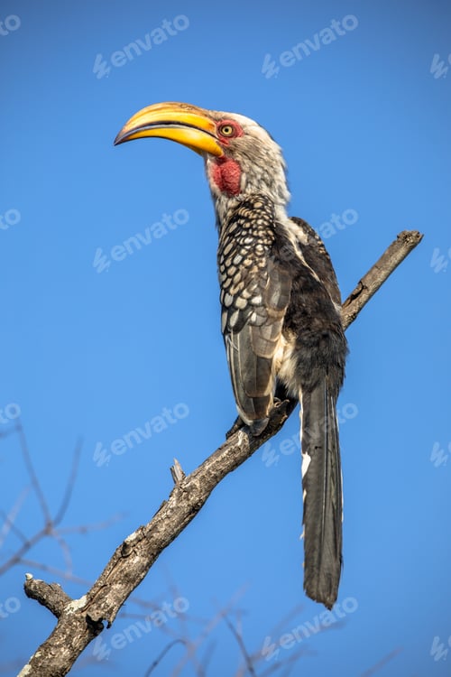 Preview: Southern yellow billed hornbill against blue sky
