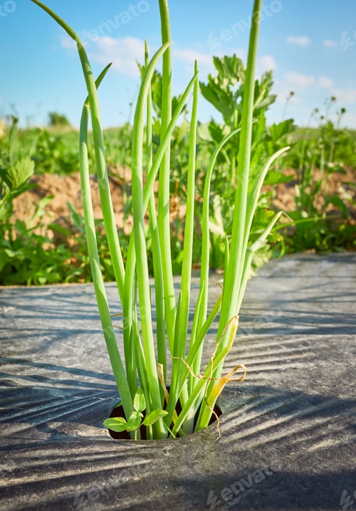 Preview: Chives on organic farm field patch.