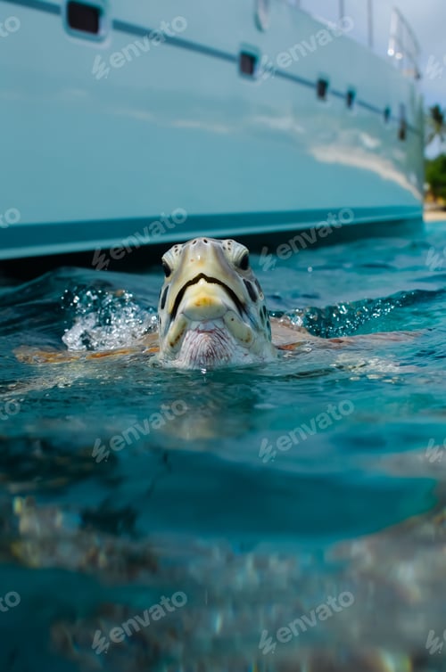 Preview: Vertical closeup of the head of a beautiful aquatic turtle in the blue ocean