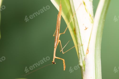 Vista previa: Mantis parda en una planta. Mantis palitos