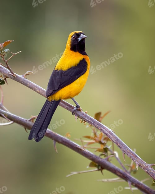 Preview: Oriole perched on a branch with thorns
