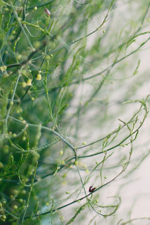 Preview: Two bugs loving each other in the thin green branch of the green plant