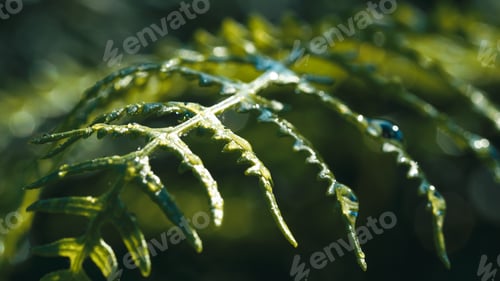 Preview: Fern plant in the Italian forest in Calabria. Macro shoot