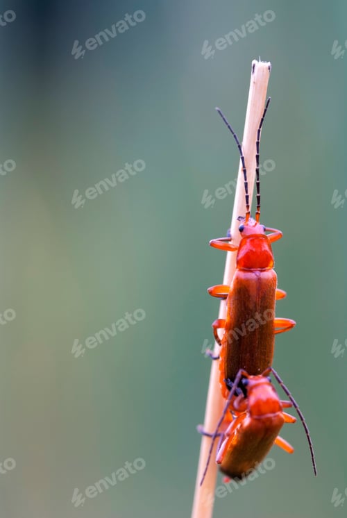 Preview: Common red soldier beetle