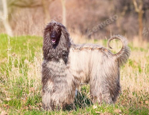 Preview: photo of the dog