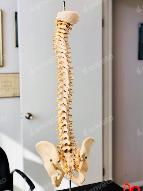 Preview: Skeletal structure of the human spine and pelvis used at a chiropractic center.