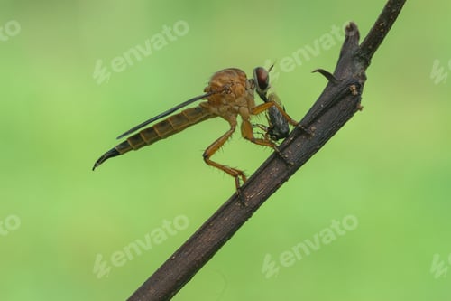 Preview: robber fly with a prey