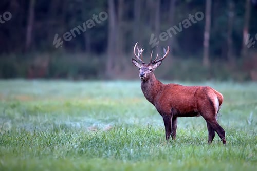 Preview: Red deer in the forest
