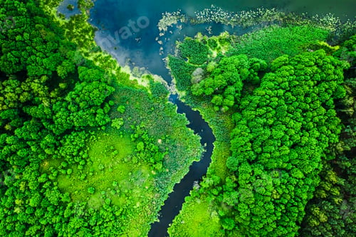 Preview: Blooming algae on the summer lake, flying above