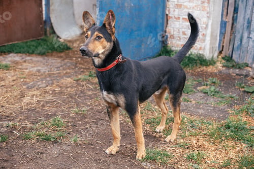 Preview: Cute stray black and brown dog walking