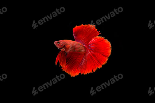 Preview: Beautiful colorful of siamese betta fish