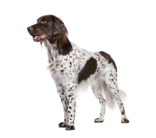 Preview: Small Munsterlander dog, 2 years old, standing in front of white background, studio shot
