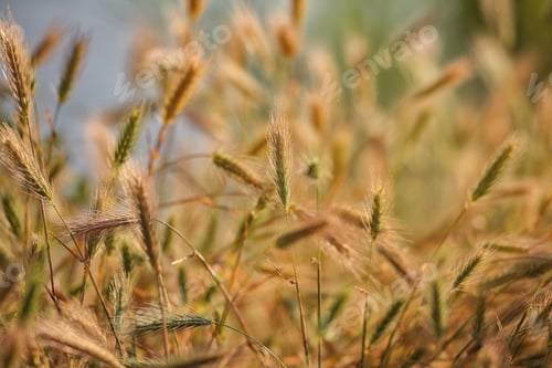 Preview: Amazing summer background golden wheat ears in sunlight.