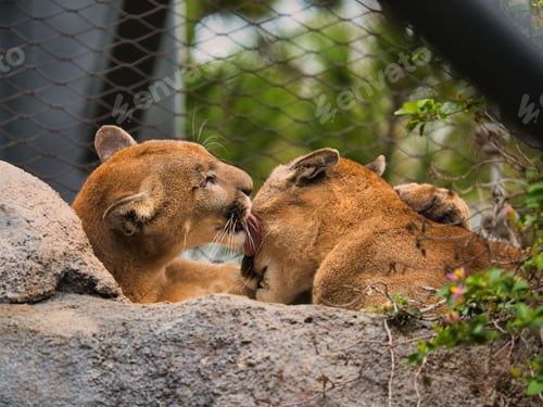 Preview: Beautiful image of two African lions in a natural setting showing affection
