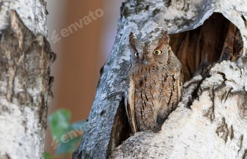 Preview: Eurasian scops owl, Otus scops. The bird sits at the entrance to the nest, guarding its chicks