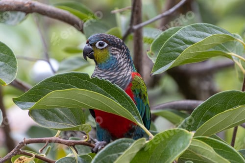 Preview: Closeup of a beautiful Crimson-bellied parakeet on a tree