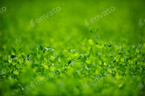 Visualização: Campo de fundo de trevo verde. Trevo de três folhas. Conceito do Dia de São Patrício.
