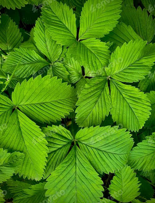 Preview: Wild strawberry leaves. Green foliage texture. Green leaves of strawberry for background.