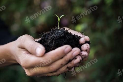 Preview: Women hand are planting the seedlings into the soil.