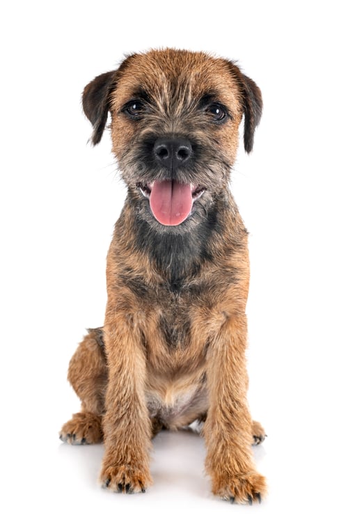 Preview: young border terrier