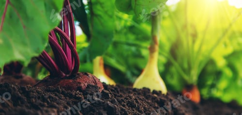 Preview: Vegetables grow in the garden. Selective focus.