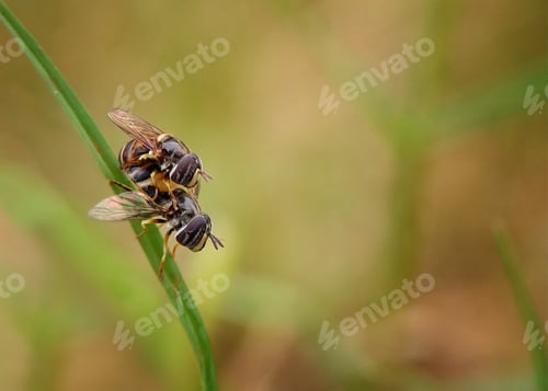Preview: Hover fly matting, nature background photo